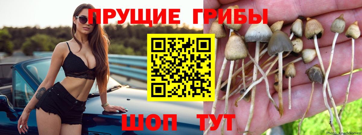Галлюциногенные грибы GOLDEN TEACHER  Вход с VPN  Россошь 